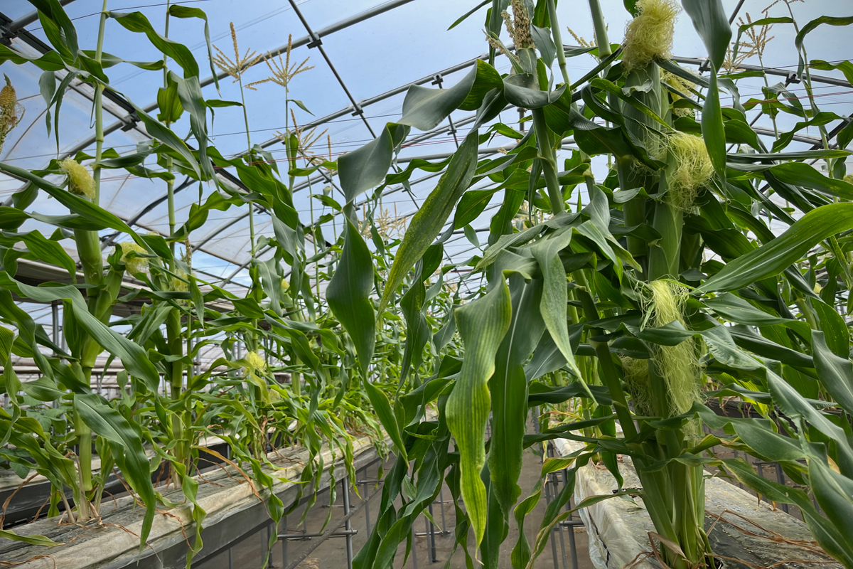 とうもろこし02