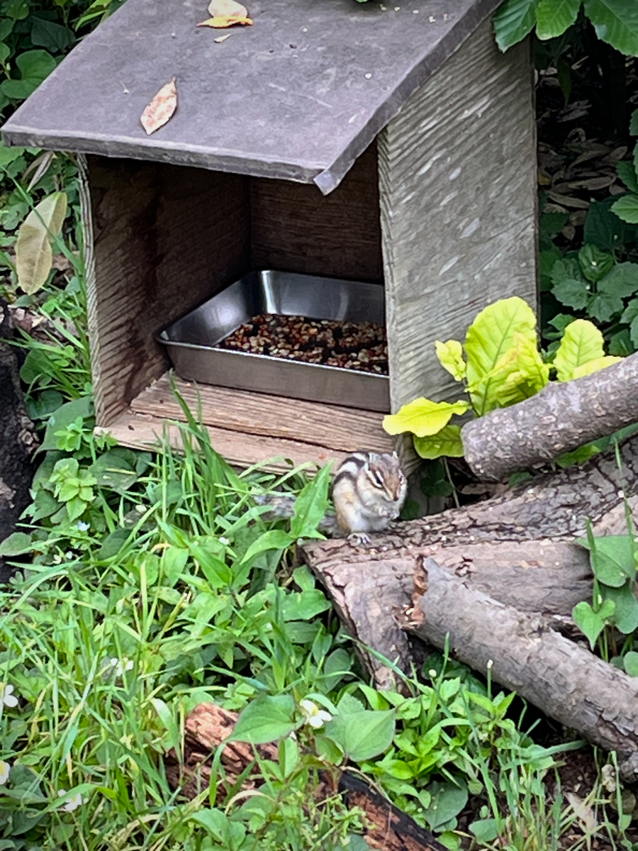 ミツバチ巣箱01