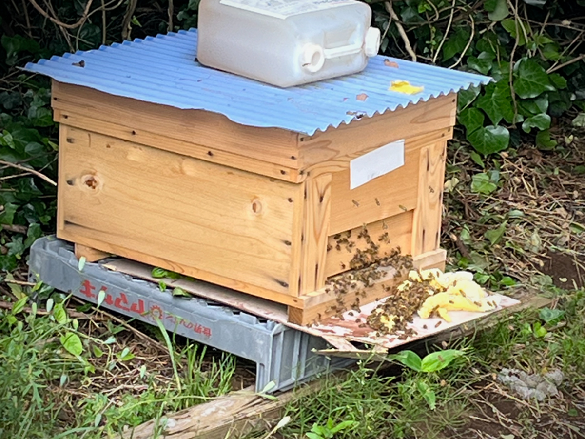 ミツバチ巣箱02