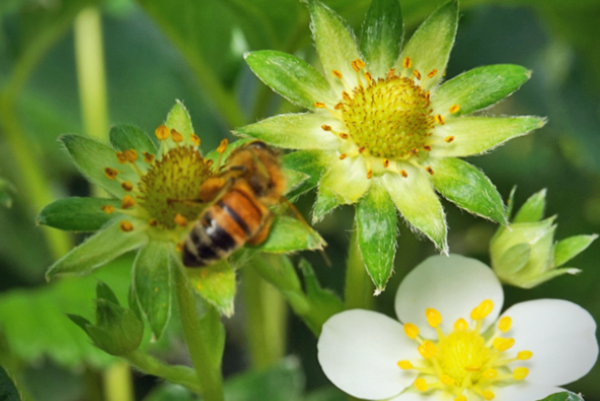 はちみつw658*440