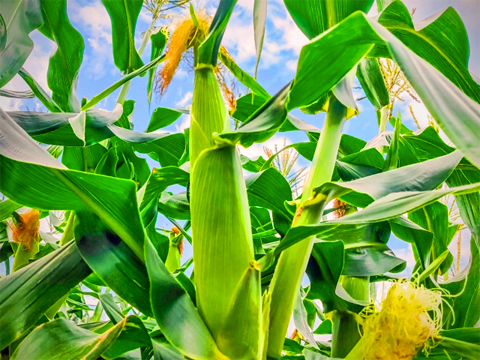 トウモロコシ480