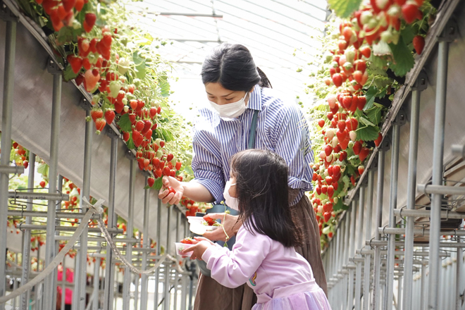 いちご狩り07